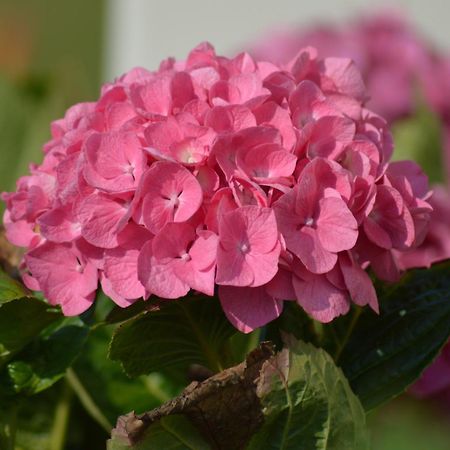 Mamoucafecouette Bed and Breakfast Roz-sur-Couesnon Exterior foto
