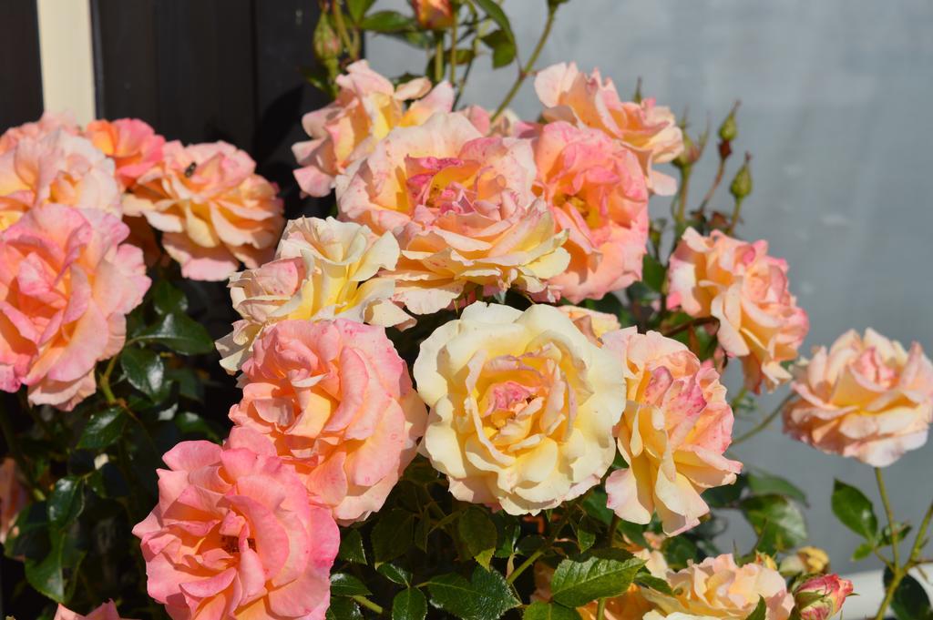 Mamoucafecouette Bed and Breakfast Roz-sur-Couesnon Exterior foto